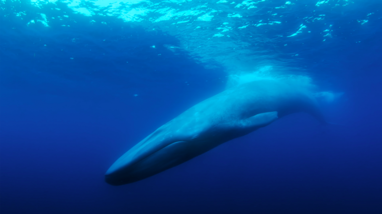 The Loneliest Whale: The Search for 52, A Story About The Quest For Connection