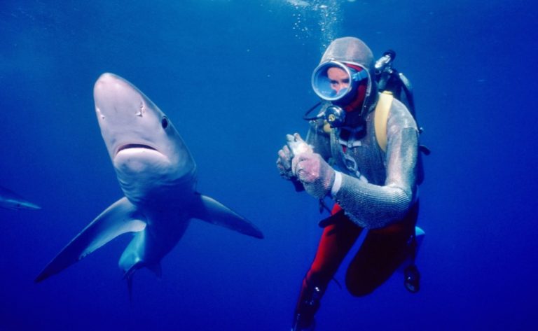 Playing with Sharks: The Valerie Taylor Story, Reverses The Stigma Towards The Marine Predators