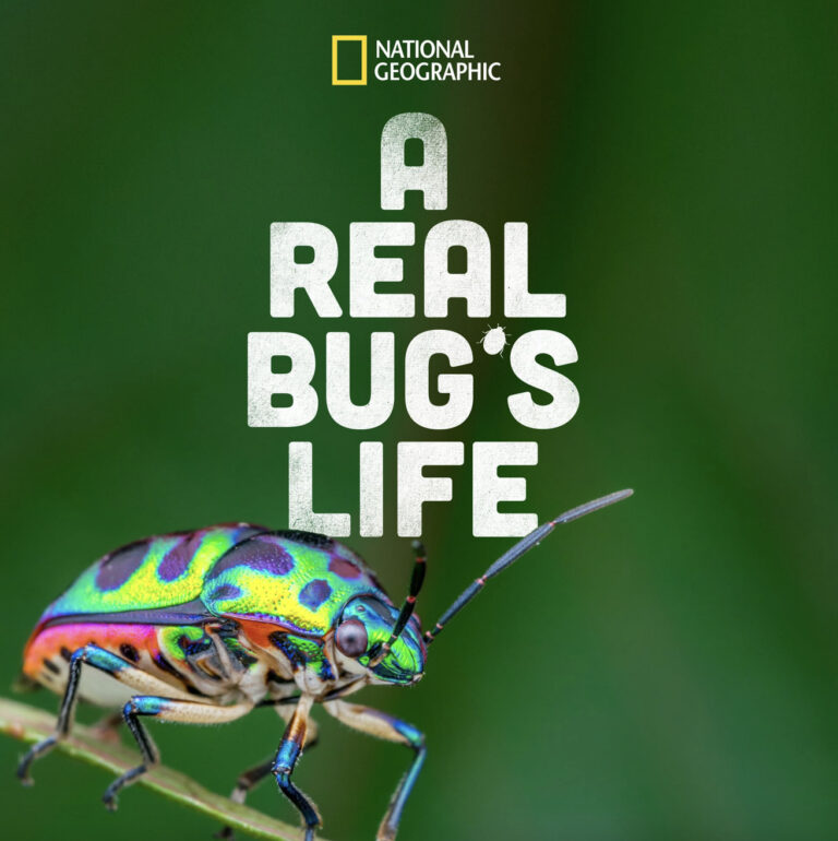 A Real Bug’s Life | Official Trailer | National Geographic : Narrated by Awkwafina